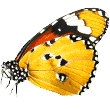 https://alanya.antalyapetotel.com/wp-content/uploads/2019/08/butterfly.png